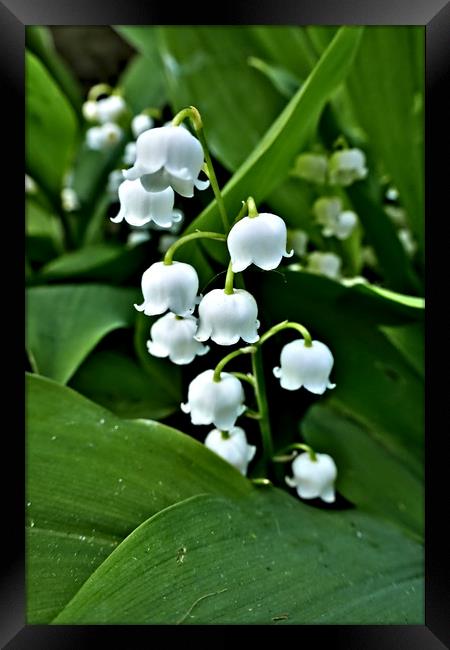 Lily of the Valley Framed Print by Jeremy Hayden
