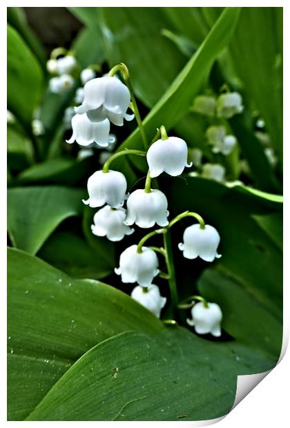 Lily of the Valley Print by Jeremy Hayden