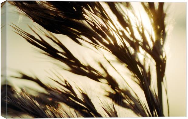 Reed in warm sunlight Canvas Print by youri Mahieu