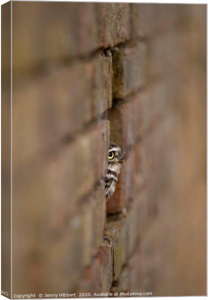 Little Owl sitting in a hole in the wall Canvas Print by Jenny Hibbert