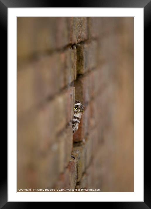 Little Owl sitting in a hole in the wall Framed Mounted Print by Jenny Hibbert