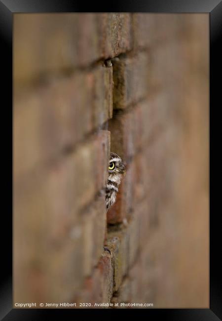 Little Owl sitting in a hole in the wall Framed Print by Jenny Hibbert