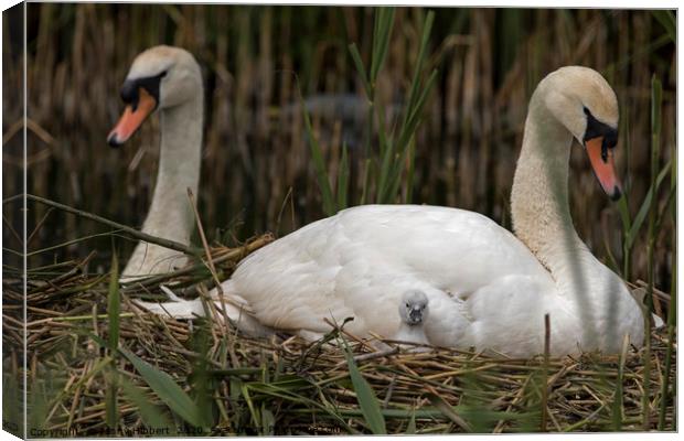 Family of Swans with young cygnet Canvas Print by Jenny Hibbert