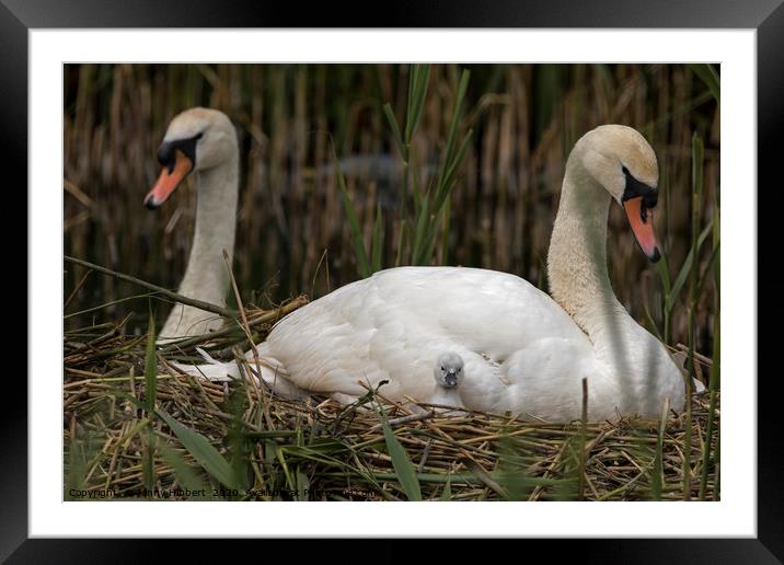Family of Swans with young cygnet Framed Mounted Print by Jenny Hibbert