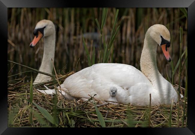Family of Swans with young cygnet Framed Print by Jenny Hibbert