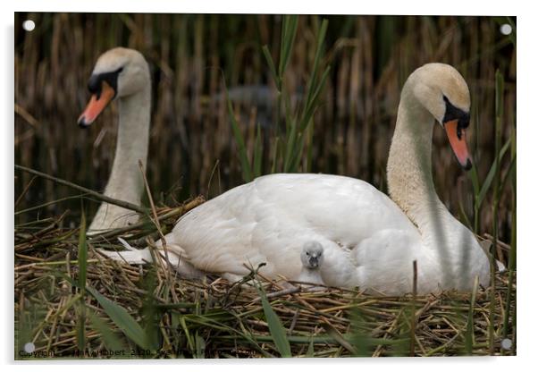 Family of Swans with young cygnet Acrylic by Jenny Hibbert