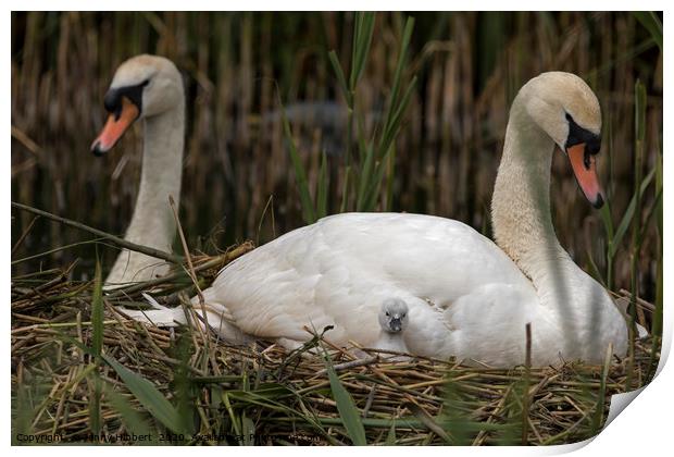Family of Swans with young cygnet Print by Jenny Hibbert