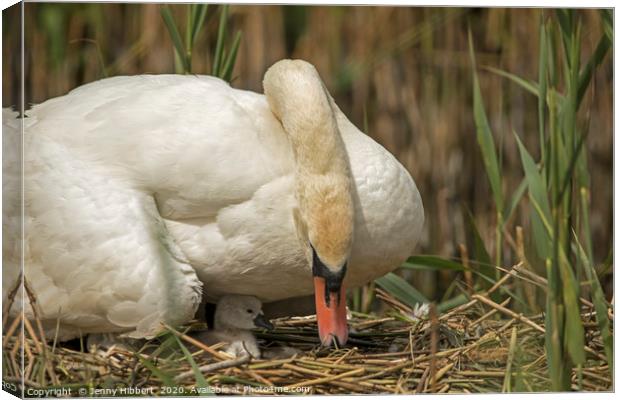 Female Swan caring for young cygnet in Cardiff Canvas Print by Jenny Hibbert