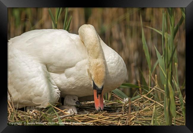 Female Swan caring for young cygnet in Cardiff Framed Print by Jenny Hibbert