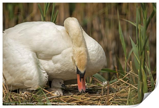 Female Swan caring for young cygnet in Cardiff Print by Jenny Hibbert