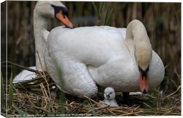 Cob Swan looking over at young cygnet Canvas Print by Jenny Hibbert