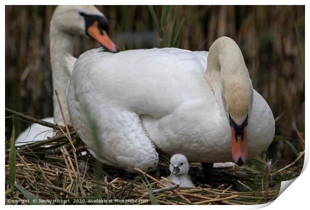 Cob Swan looking over at young cygnet Print by Jenny Hibbert
