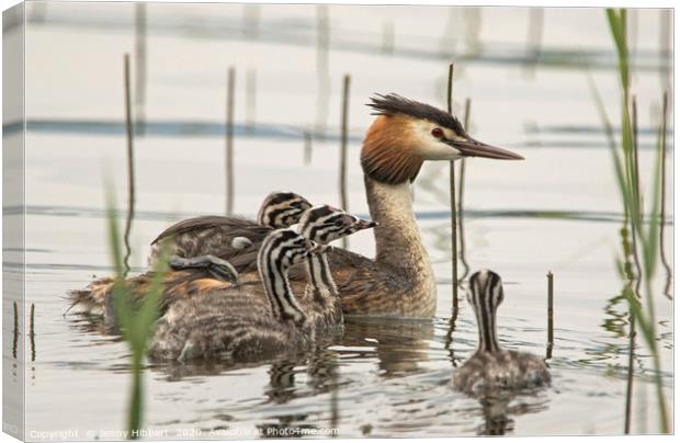 Family of Great Crested Grebe Canvas Print by Jenny Hibbert