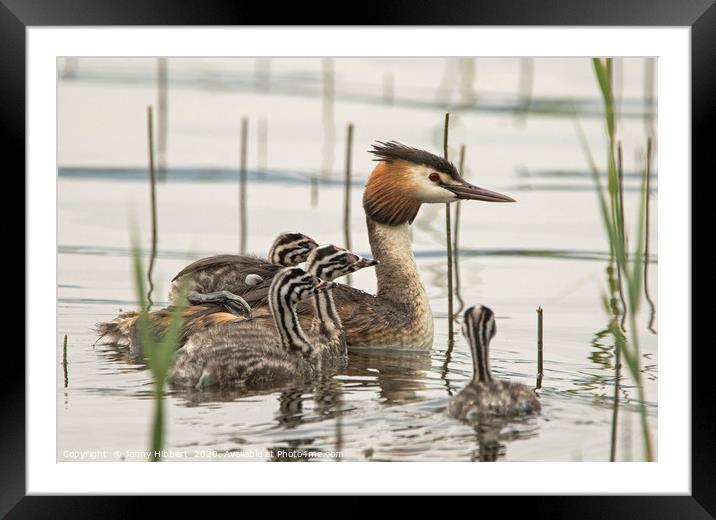 Family of Great Crested Grebe Framed Mounted Print by Jenny Hibbert