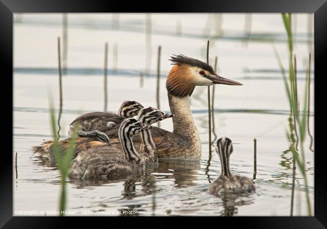 Family of Great Crested Grebe Framed Print by Jenny Hibbert