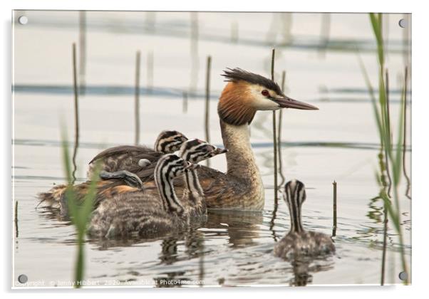 Family of Great Crested Grebe Acrylic by Jenny Hibbert
