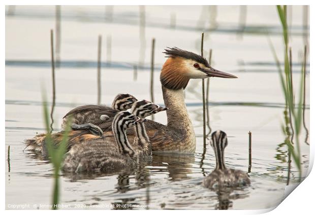 Family of Great Crested Grebe Print by Jenny Hibbert