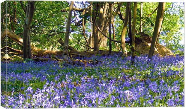 Bluebells In The Woodland Canvas Print by val butcher