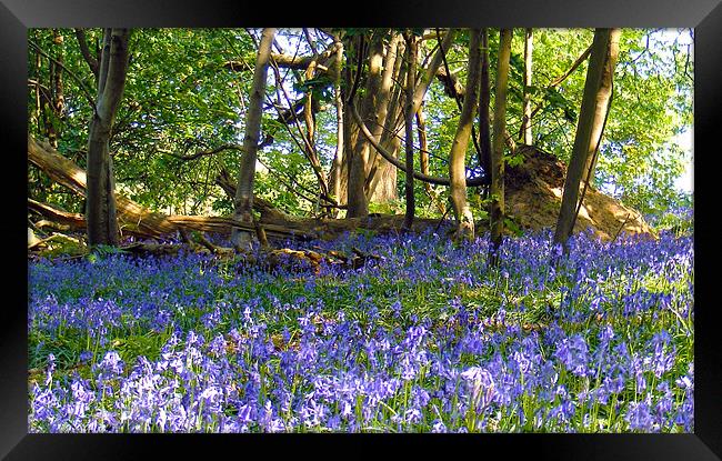 Bluebells In The Woodland Framed Print by val butcher