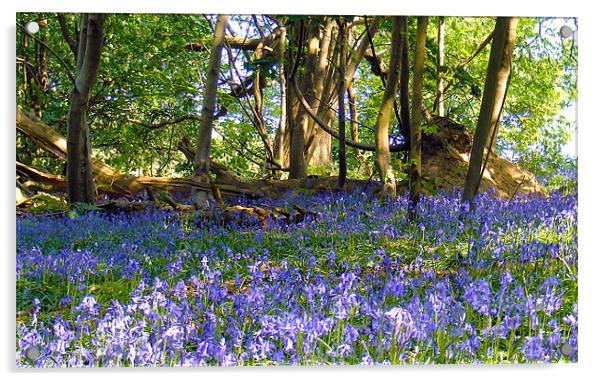 Bluebells In The Woodland Acrylic by val butcher