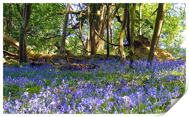 Bluebells In The Woodland Print by val butcher
