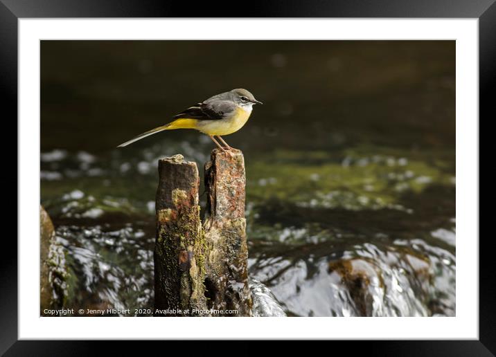 Grey Wagtail Framed Mounted Print by Jenny Hibbert