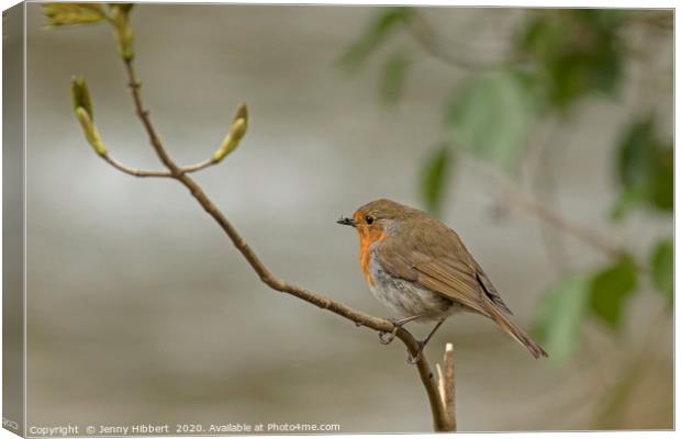 Robin perched next to river Canvas Print by Jenny Hibbert
