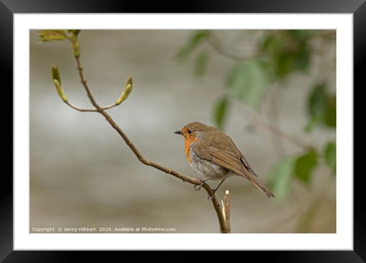 Robin perched next to river Framed Mounted Print by Jenny Hibbert
