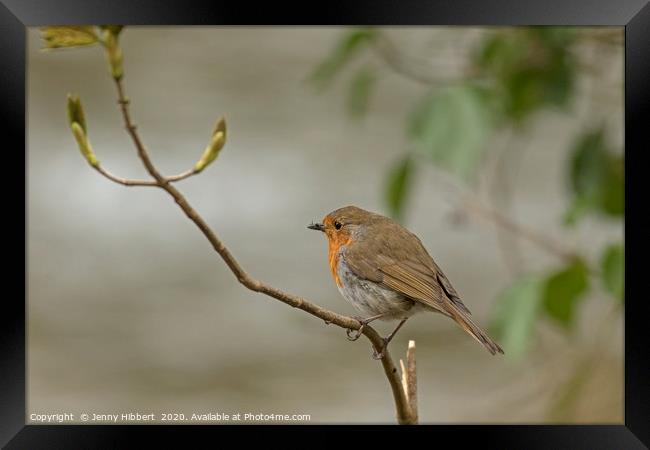 Robin perched next to river Framed Print by Jenny Hibbert