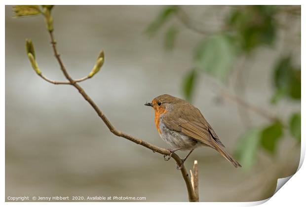 Robin perched next to river Print by Jenny Hibbert