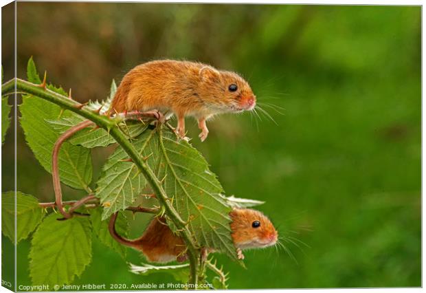 Two Harvest Mice on blackberry bush Canvas Print by Jenny Hibbert