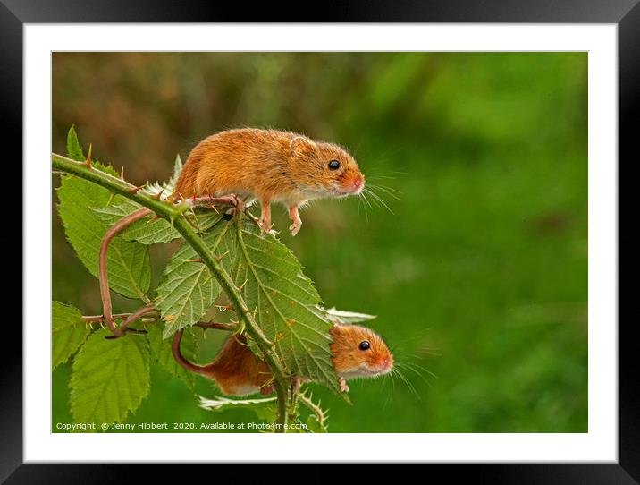 Two Harvest Mice on blackberry bush Framed Mounted Print by Jenny Hibbert