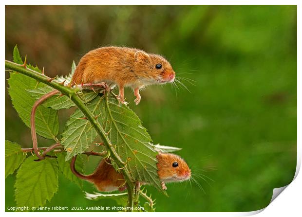 Two Harvest Mice on blackberry bush Print by Jenny Hibbert
