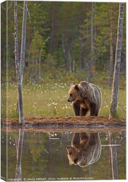 Brown Bear by lake Canvas Print by Jenny Hibbert