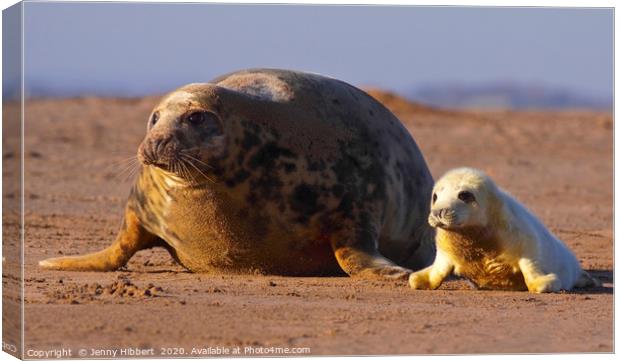 Grey seal with pup Canvas Print by Jenny Hibbert