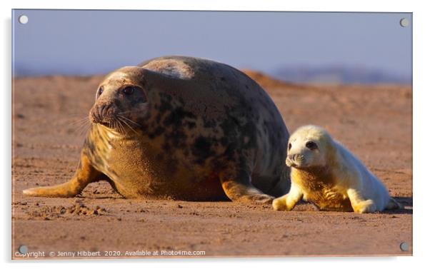 Grey seal with pup Acrylic by Jenny Hibbert