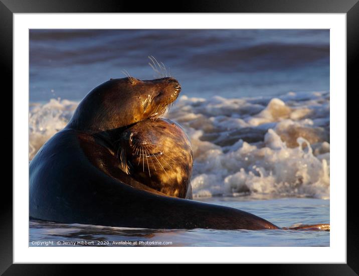 Grey Seals in love Framed Mounted Print by Jenny Hibbert