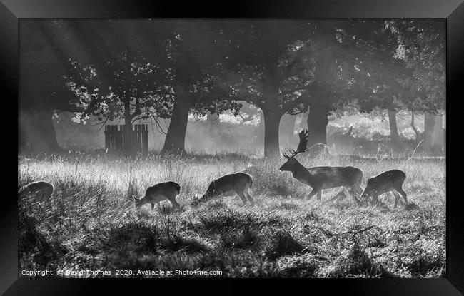 Misty Morning Deer Framed Print by David Thomas