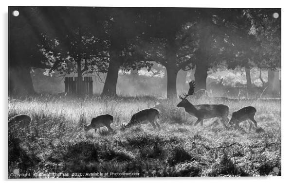 Misty Morning Deer Acrylic by David Thomas