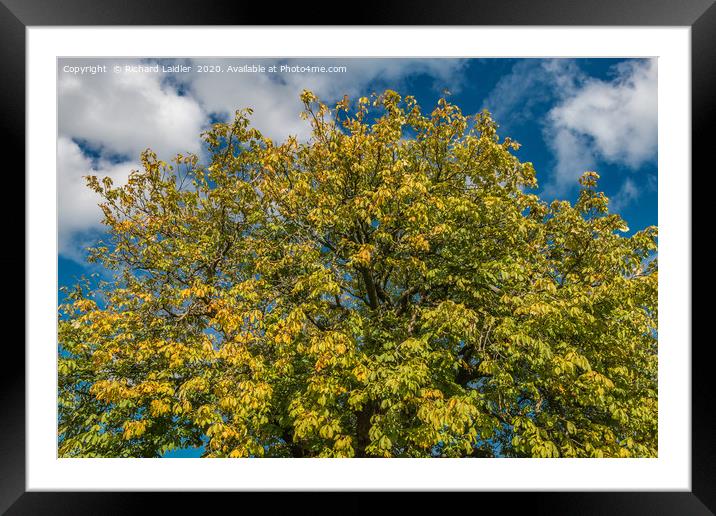 First Tints of Autumn Framed Mounted Print by Richard Laidler