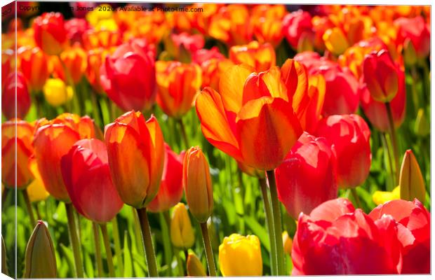 A Frame full of Tulips Canvas Print by Jim Jones
