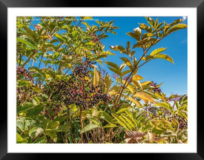 Hedgerow Fruits 2 Framed Mounted Print by Richard Laidler