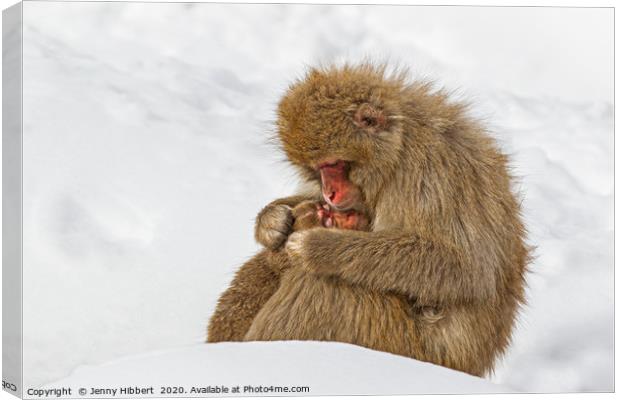 Mother Snow Monkey cuddling young Canvas Print by Jenny Hibbert