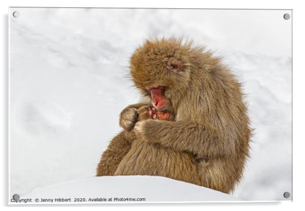 Mother Snow Monkey cuddling young Acrylic by Jenny Hibbert