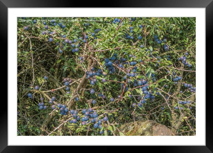 Hedgerow Fruits 3 Framed Mounted Print by Richard Laidler
