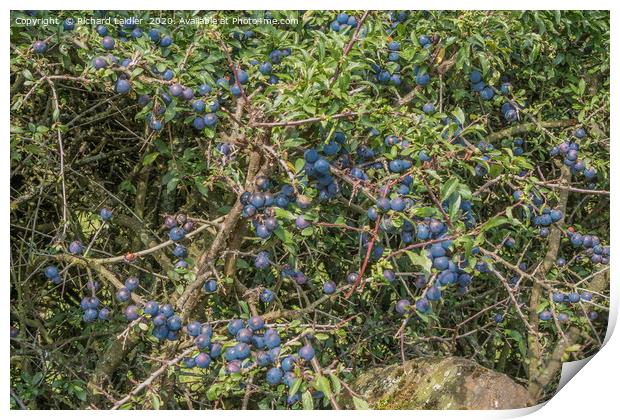 Hedgerow Fruits 3 Print by Richard Laidler
