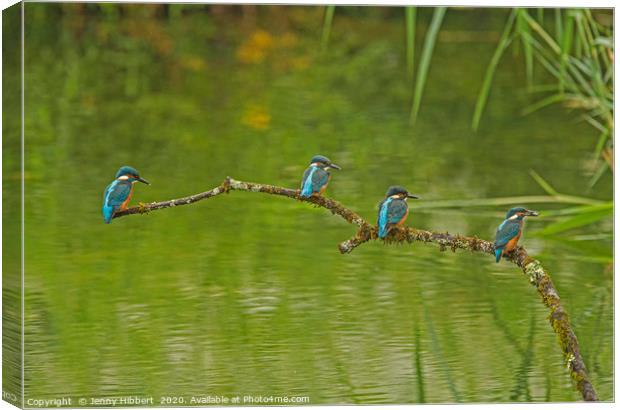 Four Juvenile Kingfishers Canvas Print by Jenny Hibbert