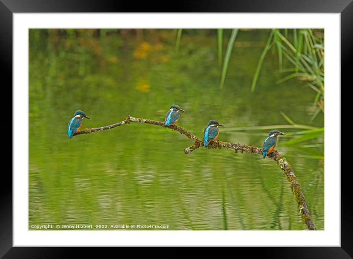 Four Juvenile Kingfishers Framed Mounted Print by Jenny Hibbert