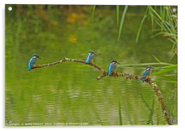 Four Juvenile Kingfishers Acrylic by Jenny Hibbert