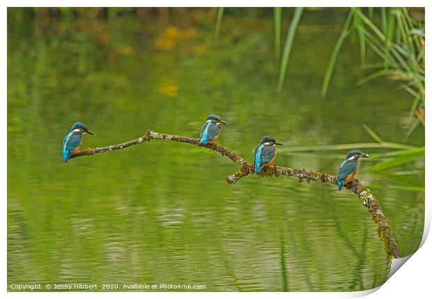 Four Juvenile Kingfishers Print by Jenny Hibbert